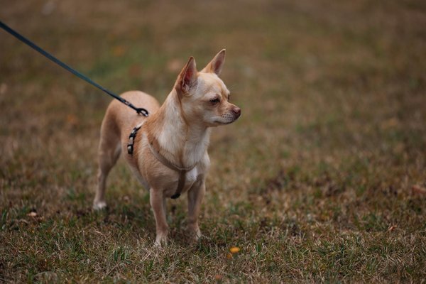Wie stelle ich sicher, dass mein Hund genug mentale Stimulation bekommt?
